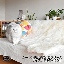 天然ムートン４匹